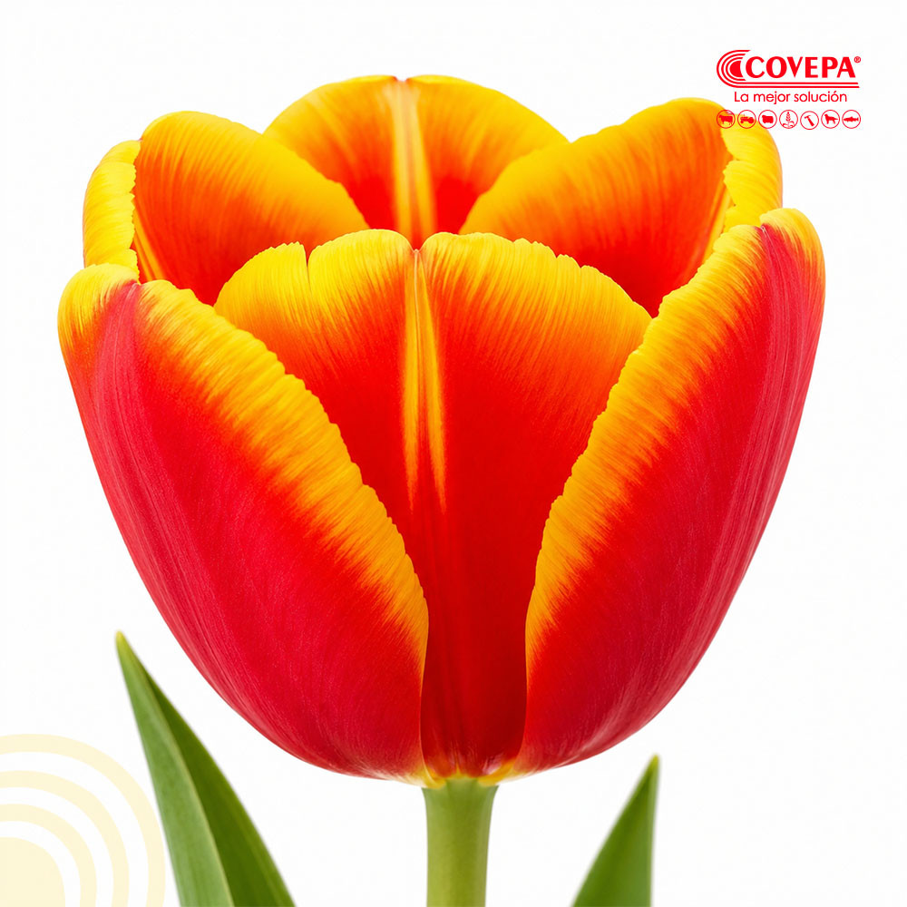 Semilla Flor Bulbos de Tulipán Rojo y Amarillo (5u)