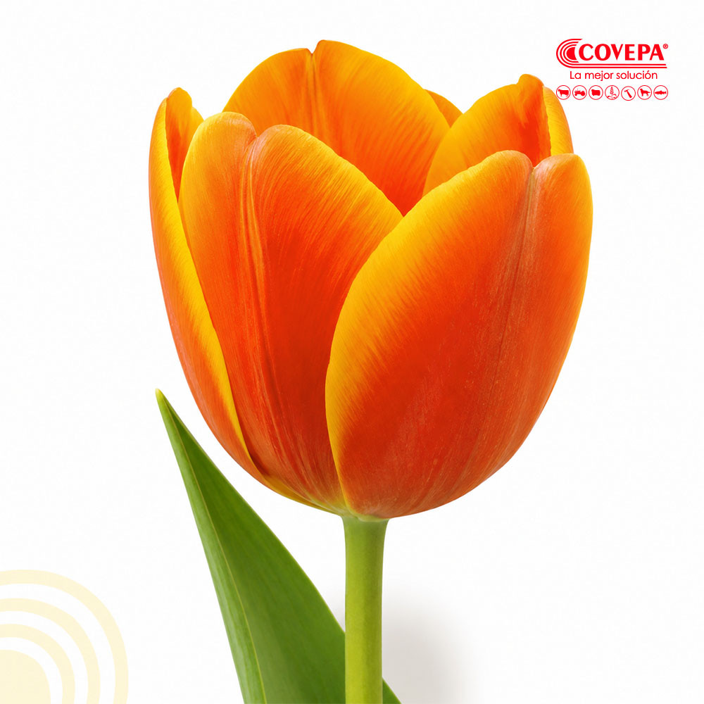 Semilla Flor Bulbos de Tulipán Naranjo (5u)
