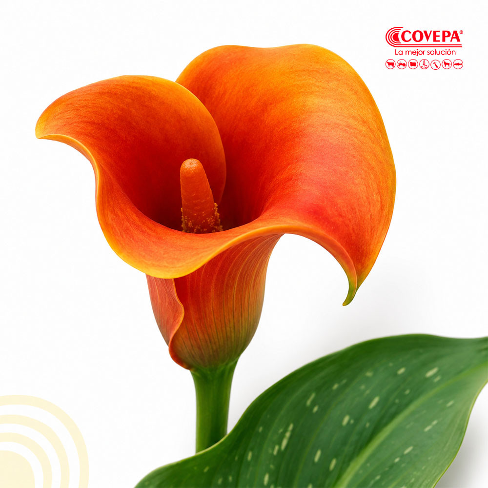 Semilla Flor Rizoma de Cala Naranja (1u)