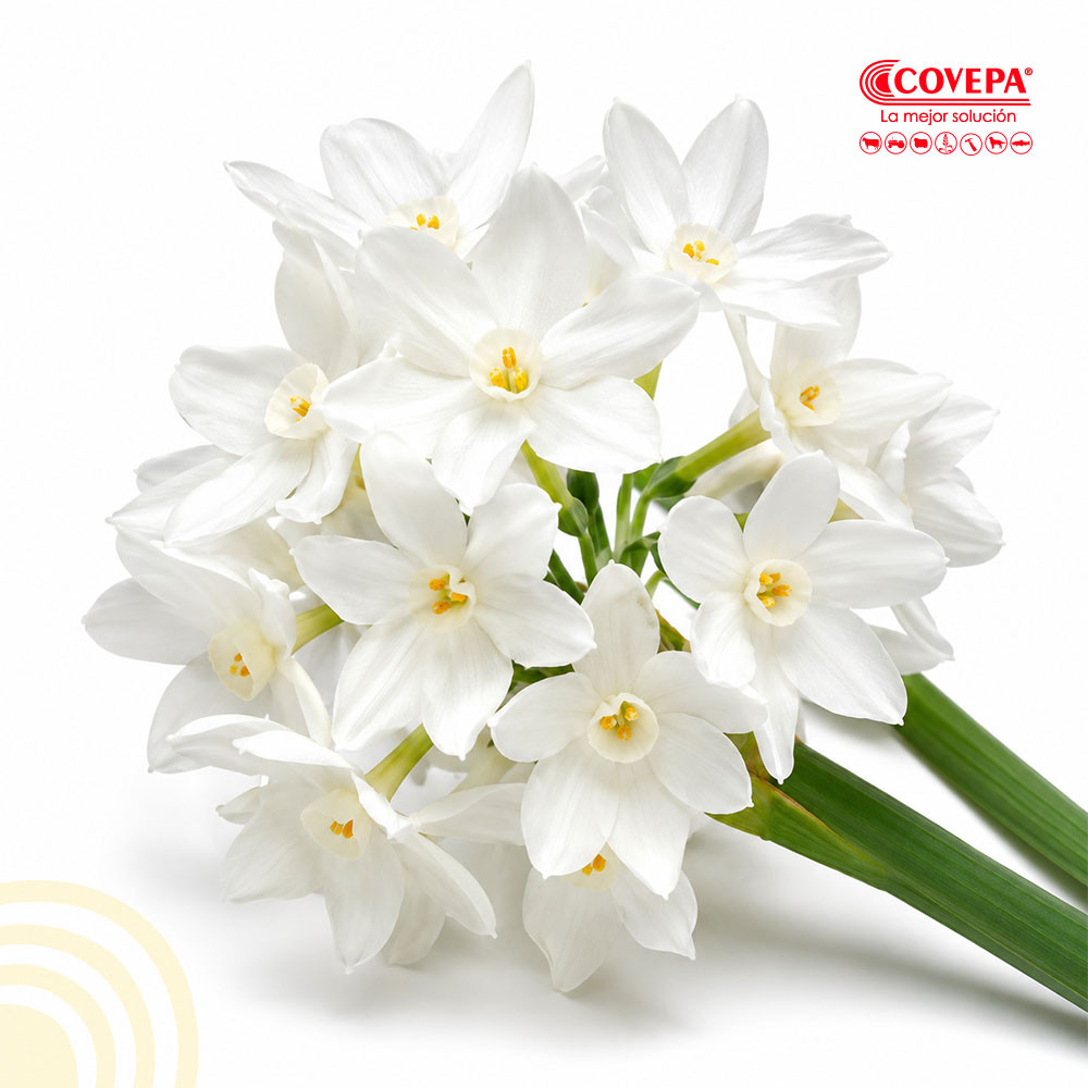 Semilla Flor Bulbos de Narciso Blanco (5u)