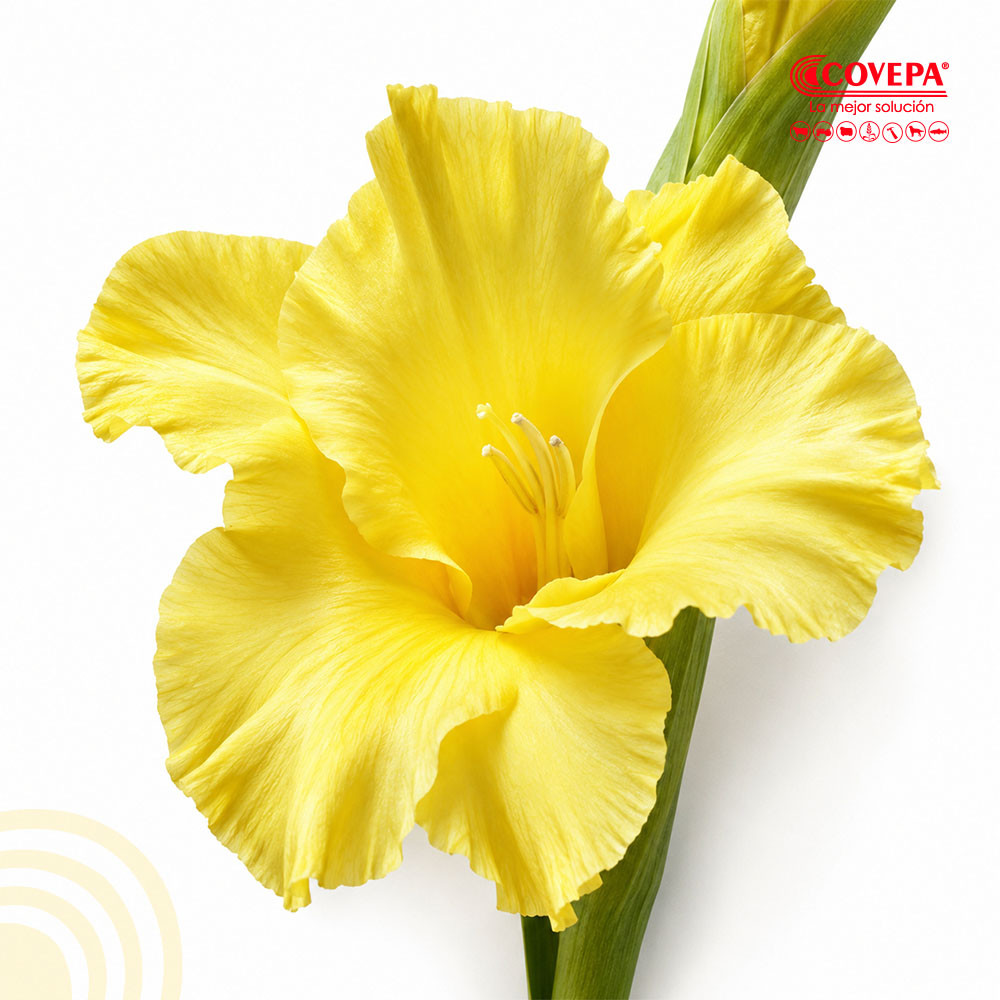 Semilla Flor Cormos de Gladiolo Amarillo (5u)