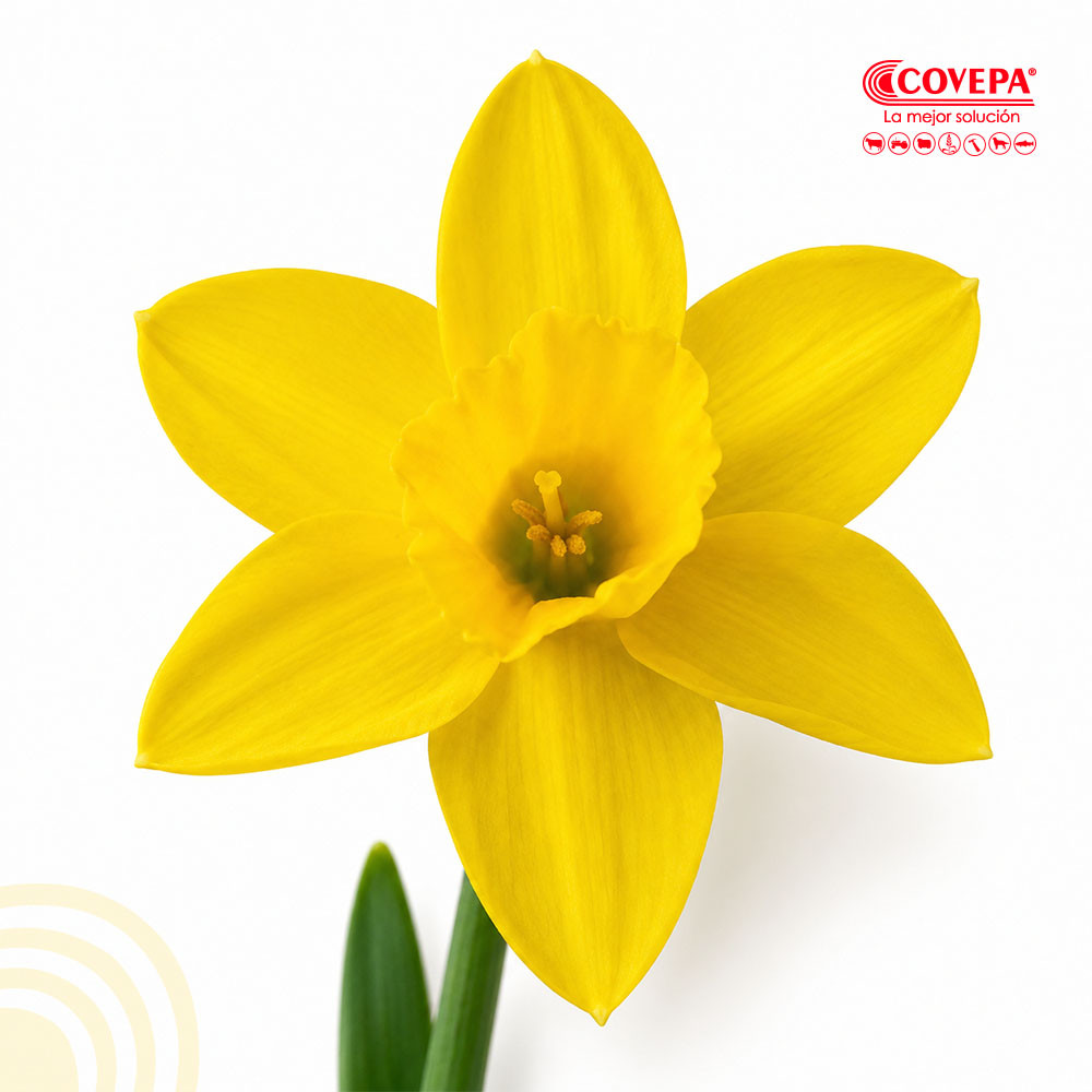 Semilla Flor Bulbos de Narciso Amarillo (5u)