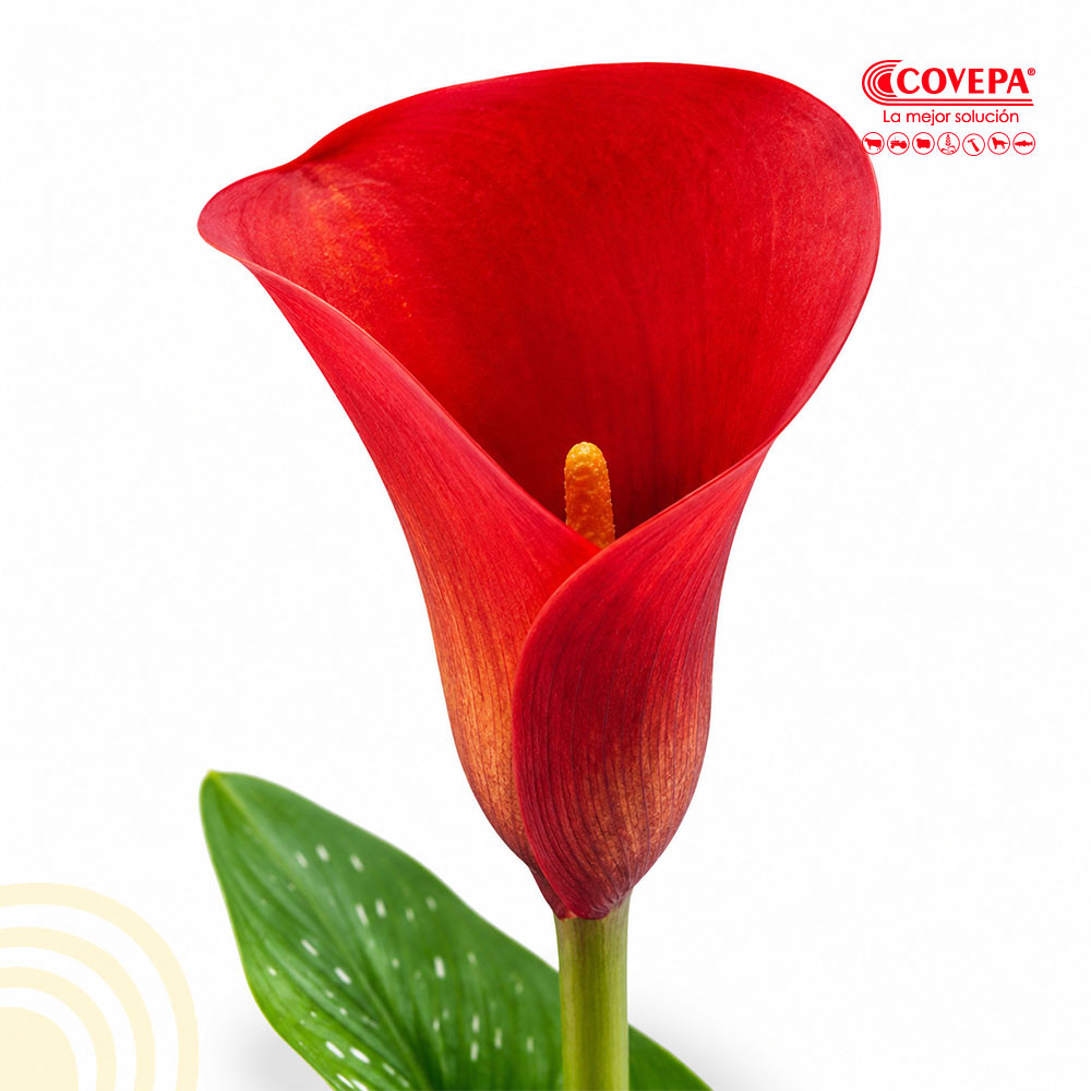 Semilla Flor Rizoma de Cala Roja (1u)