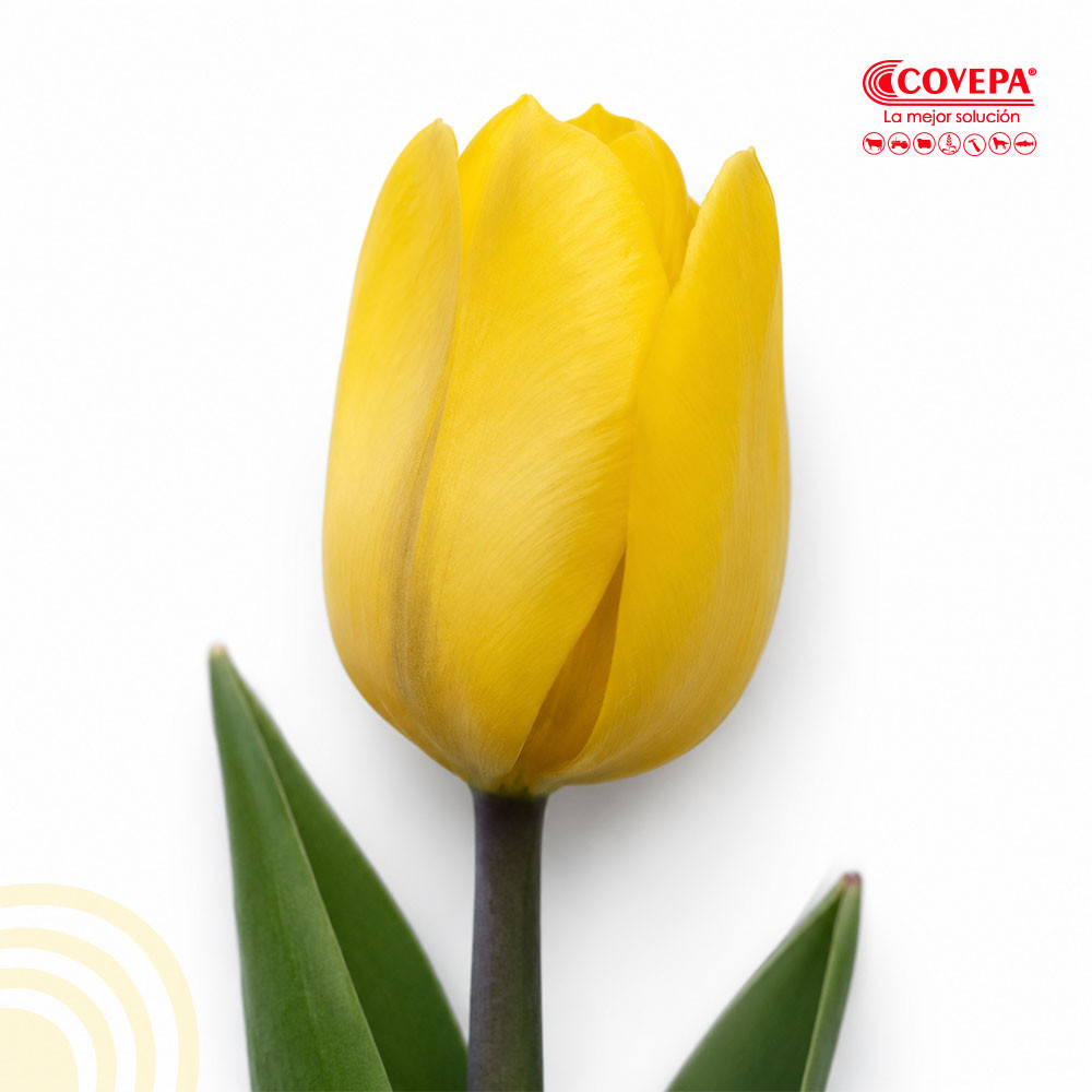 Semilla Flor Bulbos de Tulipán Amarillo (5u)