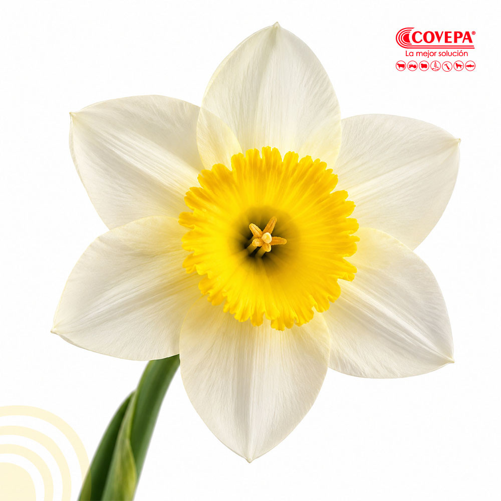 Semilla Flor Bulbos de Narciso Crema y Amarillo (5u)